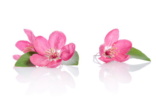 three beautiful pink flowers isolated on white background