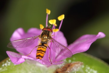 Sirfido - (syrphidae)