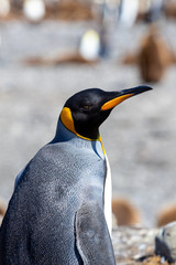 Königspinguine