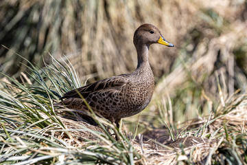 Ente