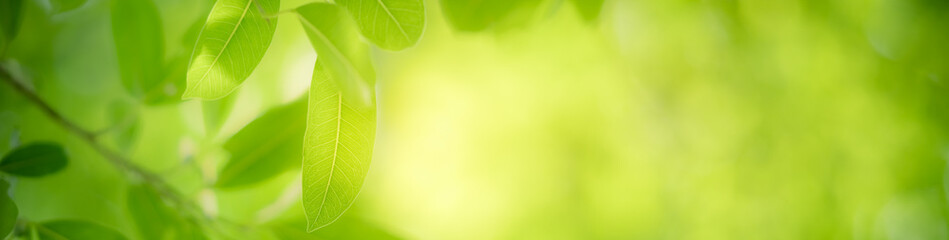 Nature of green leaf in garden at summer. Natural green leaves plants using as spring background cover page greenery environment ecology wallpaper