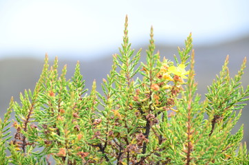  Flowers and plants of the Nevado del Ruiz - manizales Colombia