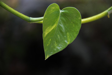 Green Love leaf with space for design or typography