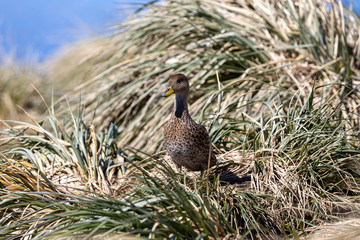 Ente