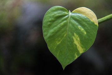 Green Love leaf with space for design or typography