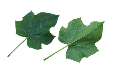 Physic nut leaves, Purging nut or Barbadose nut (Jatropha curcas L.)