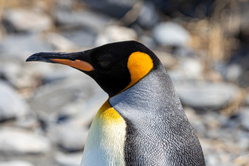 K&ouml;nigspinguine