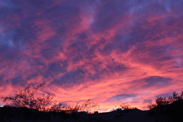 There still exists, in the margins of 29 Palms, Mojave Desert ecology, as it was, some nights, their presence mirrors the sun, and grants us, a harmonious glimpse of better respect for our world.