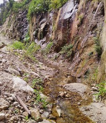 mountain stream in the forest