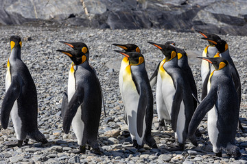 K&ouml;nigspinguine