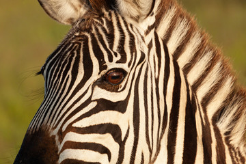 Fototapeta premium closeup of a zebra's head