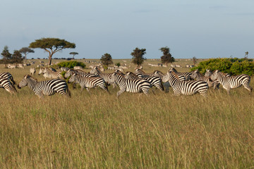 herd of zebras on the savannah