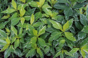 Leaf for background