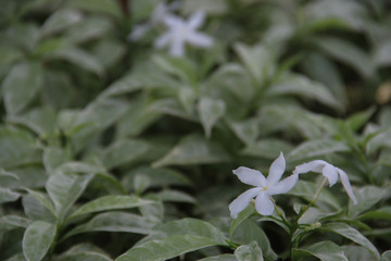 Leaf for background