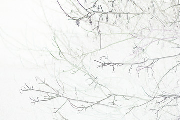  silhouettes of autumn branches 