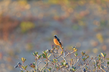Small birds perched on a Rhaphiolepis umbellata tree, Male of Daurian redstart