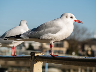 鳥