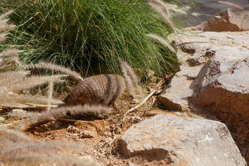 Obraz premium A few individuals Banded mongoose. Mongoose portrait close up. Small predatory mammals