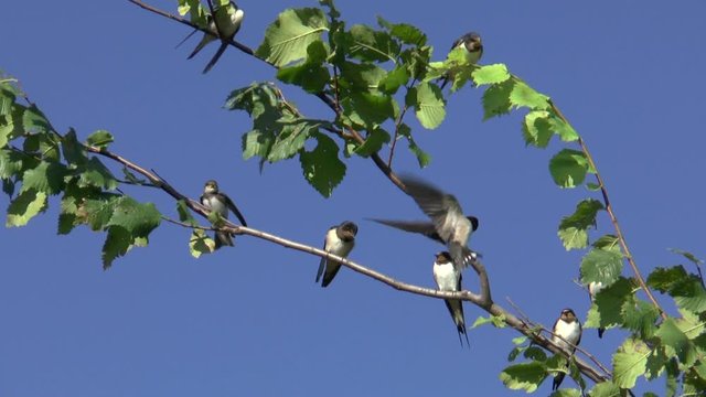 The swiftlet tries to sit on a tree branch, where the place is occupied by other Swifts.