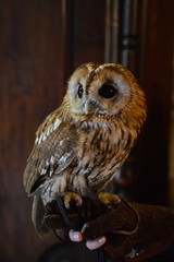 bird owl