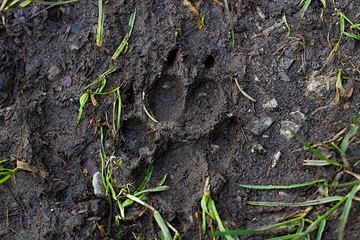 Dog Paw Print In The Soil
