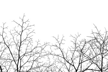tree with no leaves on white background 