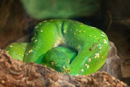 Emerald Tree Boa (corallus Caninus)