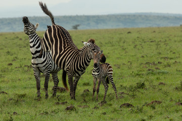 Fototapeta na wymiar mare zebra with her foal kicking a male zebra