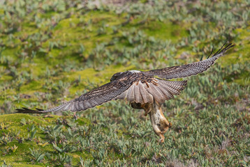 Fototapeta premium White-throated Hawk - Buteo albigula, beautiful bird of prey from Andean mountains, Antisana, Ecuador.