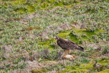 White-throated Hawk - Buteo albigula, beautiful bird of prey from Andean mountains, Antisana, Ecuador.
