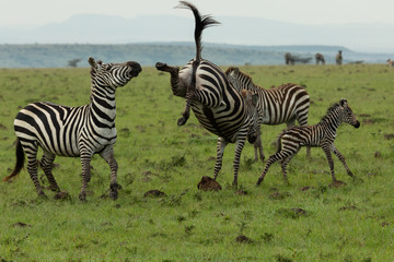 mare zebra with her foal kicking a male zebra