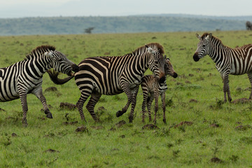 mother zebra and foal on the savannah