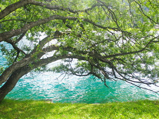 Tree over the lake in the Swiss Alps