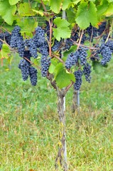 Red wine grapes on vine in vinyard - Rebstock mit Rotweintraube Pinot Noir