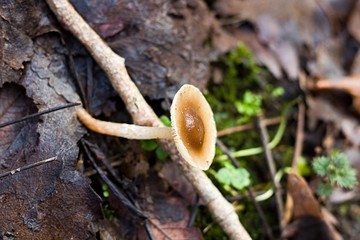 Small Mushroom Up Close