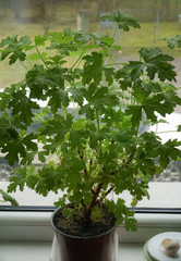 The medicinal plant with aromatic leaves on the windowsill