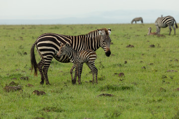 mother zebra and foal on the savannah