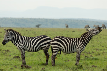 Obraz premium braying zebra on the savannah