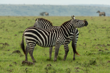 Fototapeta na wymiar braying zebra on the savannah