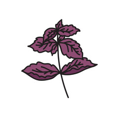 basil doodle icon, vector illustration