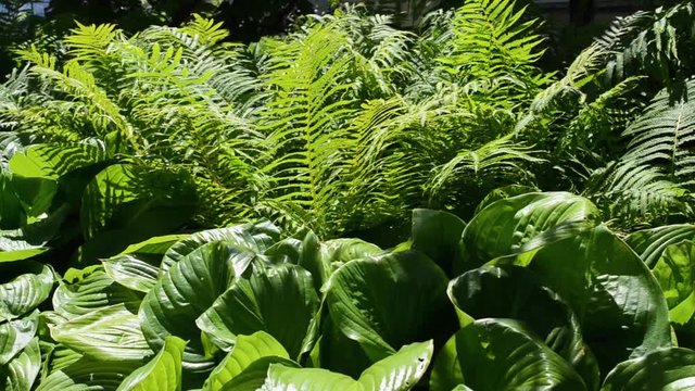 Green bushes of hosta and fern in the sunlight in summer or spring. Concept green life and gardening . Green nature.