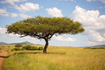 acacia