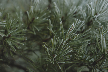 Naklejka na ściany i meble Snow covered pine branches. Winter nature background.