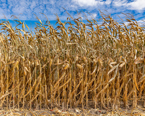 cornfield during harvest season with blue sky and tassels reaching toward white clouds