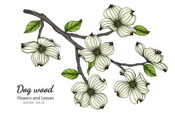 White dogwood flower and leaf drawing illustration with line art on white backgrounds.