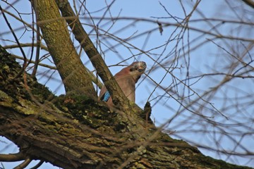 Eichelhäher (Garrulus glandarius) schaut vom Baum herunter