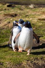 Eselspinguin