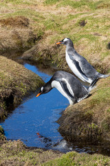 Eselspinguin