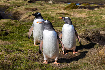 Eselspinguin
