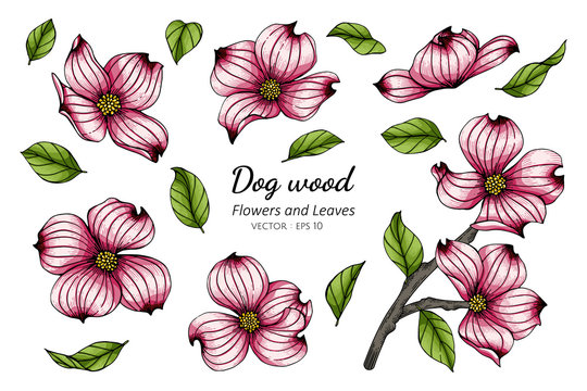Set of pink dogwood flower and leaf drawing illustration with line art on white backgrounds.